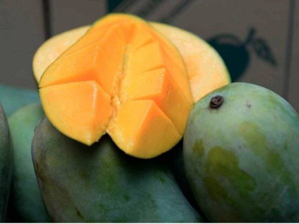 Faktor cuaca yang tidak menentu dan kenaikan kos pertanian menyebabkan harga mangga harumanis meningkat sebanyak 10 peratus.