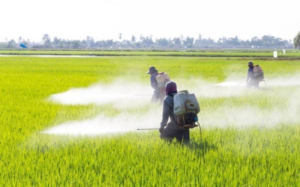 KPPK mencadangkan penubuhan sebuah lembaga atau jawatankuasa untuk mengawal harga baja dan racun pertanian. - Gambar hiasan