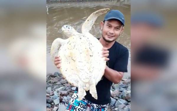 Mahadi bersama penyu yang menghampirinya ketika memancing di Pantai Kuala Kertih, di Kemaman pada Isnin lalu.