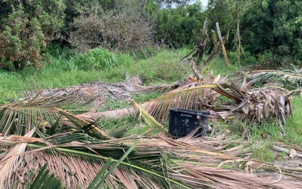 Keadaan pokok-pokok yang didakwa dirosakkan sekumpulan gajah. 