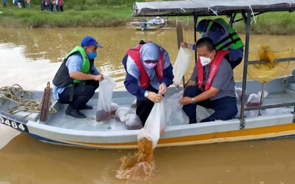 Siti Ashah dan Azman (kanan) melepaskan benih udang galah di Kampung Tanjung Belit, Padang Serai pada Khamis.