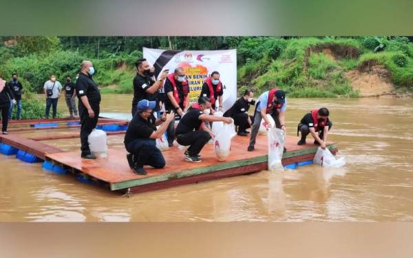 Abdullah (kanan) dan Mohd Soffi (dua dari kanan) melepaskan benih ikan ke perairan umum Sungai Lipis sempena Program Pelepasan Benih Ikan Ke Perairan Umum Seluruh Negara Peringkat Negeri Pahang di Kampung Melayu Benta, Lipis pada Khamis.