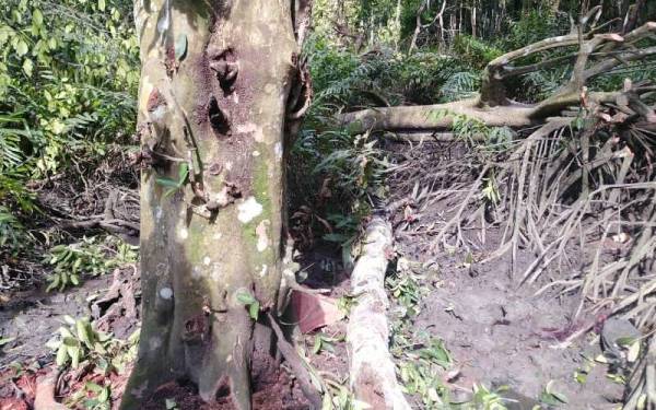 Mangsa dihempap pokok ketika melakukan kerja pembersihan di kawasan Bukit Gemok, Tawau.
