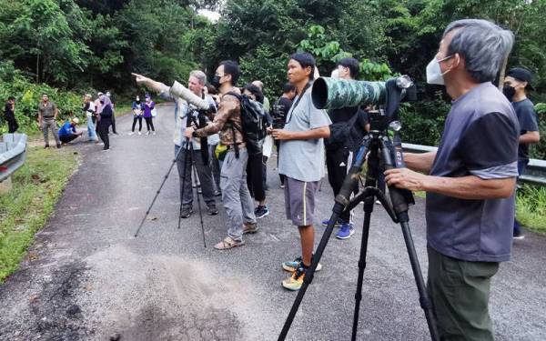 Peserta program KBNQ 2022 melihat 40 spesies baharu burung di Bukit Lawit, Tasik Kenyir di Hulu Terengganu.