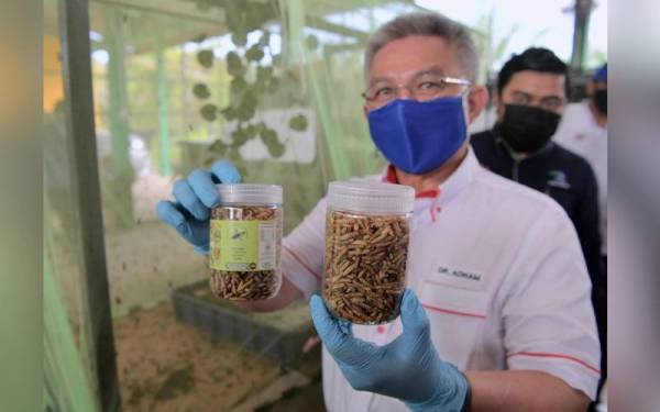 Adham menunjukkan larva Black Soldier Fly yang boleh dijadikan sumber alternatif makanan bagi haiwan ternakan di Muar pada Isnin. - Foto Bernama