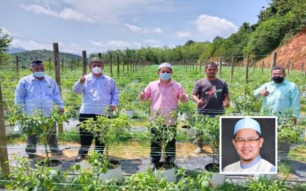 Tuan Mohd Saripudin (tengah) ketika melawat ke ladang cili hijau di Kuala Krai baru-baru ini. (Gambar kecil: Tuan Mohd Saripudin. - Foto Media Sosial)