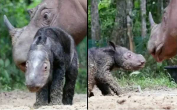 Anak badak Sumatera yang berjaya dilahirkan di Taman Negara Way Kambas di Sumatera. - Agensi