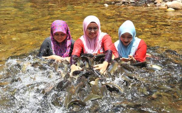 Pengunjung mula mengunjungi Santuari Kelah di Tasik Kenyir. - Foto Ketengah