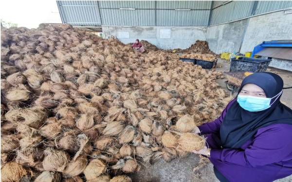 Rozaidawati menunjukkan sebahagian daripada stok kelapa yang akan dijual dan diproses menjadi santan di gudang kelapa di Kampung Gong Tok Nasek di Kuala Terengganu.