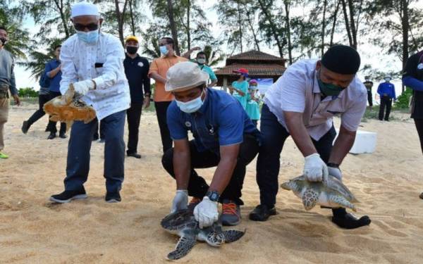 Ruzaidi (tengah) melepaskan tiga penyu dewasa ke laut sempena Majlis Pelancaran Bulan Kesedaran Penyu Negeri Terengganu di Pantai Rantau Abang di sini. - Foto Bernama