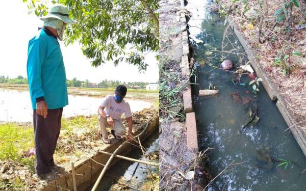 Tajuddin dan Razali (kanan) menunjukkan longkang berdekatan sawah padi mengakibatkan tanaman mereka musnah. Keadaan longkang bersebelahan sawah padi yang diusahakan penduduk dekat Kampung Sungai Jagung, Sungai Petani.