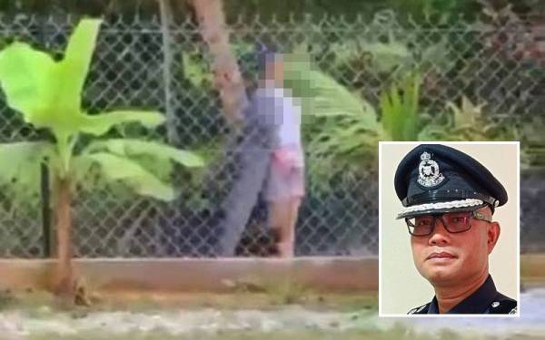 Polis menahan seorang wanita berusia 52 tahun selepas dia dipercayai mengamuk menggunakan galah panjang berhulukan sabit di Kampung Bukit Merbau, Selising, Pasir Puteh pada Rabu. (Gambar kecil: Zaizul Rizal)