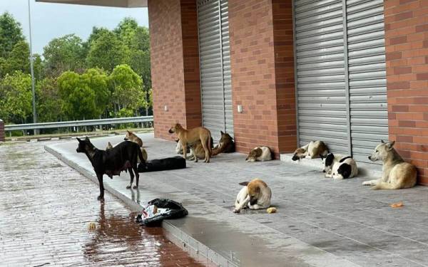 Anjing liar berkeliaran di sekitar Bandar Elmina, di sini sejak empat tahun lalu mengganggu ketenteraman penduduk.