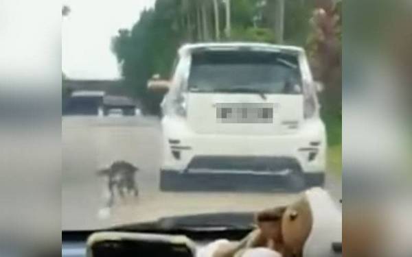 Tangkap layar video tular memaparkan seekor anjing ditarik seorang individu dari dalam sebuah kereta Perodua Myvi yang bergerak.