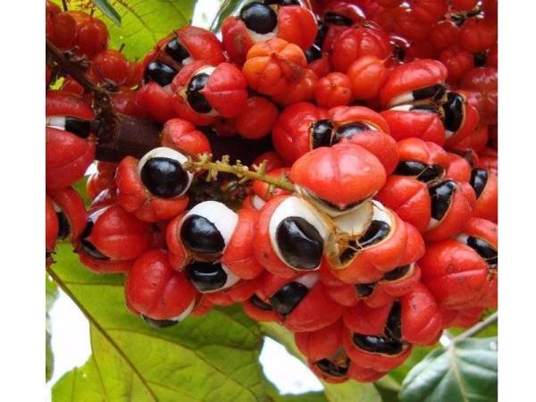 Buah guarana. - Gambar hiasan 