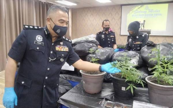 Osman menunjukkan tiga pokok ganja yang dirampas daripada seorang penganggur dalam serbuan di Changkat Jering, Taiping.