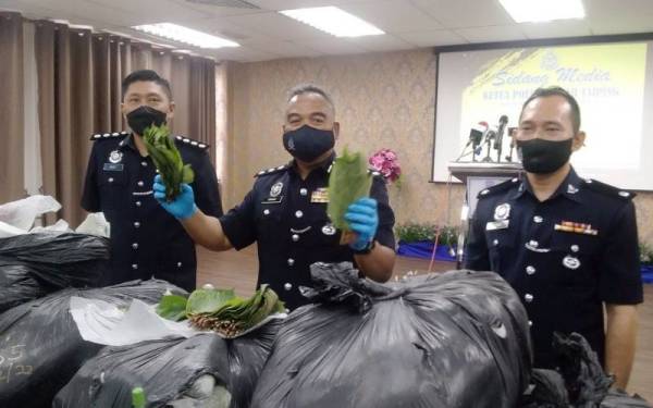 Osman (tengah) menunjukkan daun ketum yang dirampas di Taiping pada Khamis.