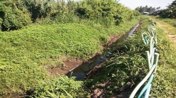 Keadaan sungai yang tercemar disebabkan oleh pembuangan sisa dari kandang babi.