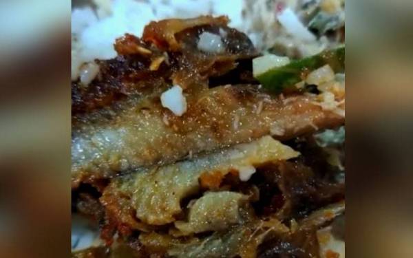 Lauk ikan keli berlada yang mahu dijamah bersama nasi putih dipenuhi dengan ulat.