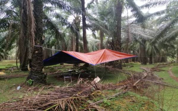 Lokasi tujuh lelaki bermain judi belangkas di dalam sebuah ladang kelapa sawit di Felda Jengka 6, Bandar Pusat Jengka pada Selasa.