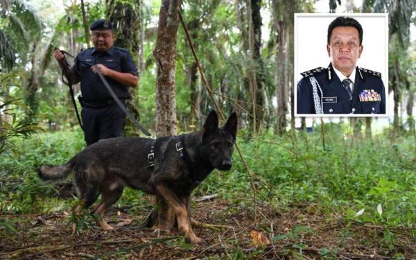 Unit K9 Polis Diraja Malaysia (PDRM) Kedah ketika operasi mencari etnik Rohingya di dalam hutan sekitar Nibong Tebal yang melarikan diri dari Depot Imigresen Sementara Sungai Bakap. - Foto Bernama (Gambar kecil: Hazani)