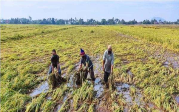 MAFI memperuntukkan RM9.93 juta bagi membantu 6,887 pesawah di seluruh kawasan MADA, yang terjejas banjir serta kejadian padi rebah pada September dan November lepas. - Gambar hiasan 