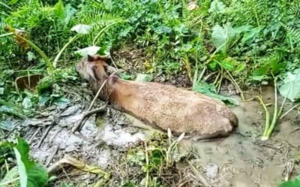 Keadaan lembu betina yang terjatuh ke dalam lumpur di Kampung Kuala Lanar, Kuala Lipis. Foto: JBPM