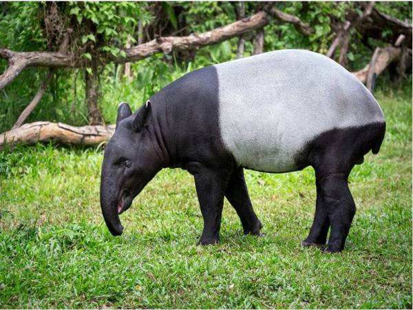 KeTSA menyeru semua pihak untuk sama-sama memainkan peranan dalam konservasi Tapir Malaya bersempena sambutan Hari Tapir Sedunia 2022 pada Rabu.