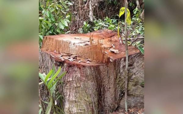 Tunggul pokok meranti yang ditebang secara haram di Hutan Simpan Kemasul Tambahan Bentong. Foto JPNP