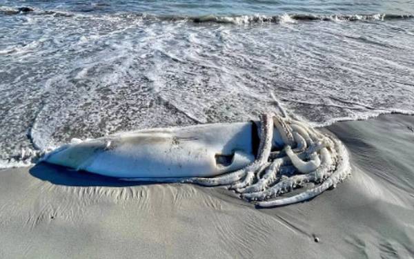 Bangkai sotong gergasi ditemui terdampar di sebuah pantai dekat Cape Town baru-baru ini. - Foto Instagram/ @alipaulusape