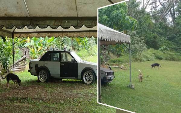 Penduduk di Taman Pinggiran Delima di sini resah berikutan kemunculan anjing liar sejak beberapa bulan lalu di kawasan perumahan mereka