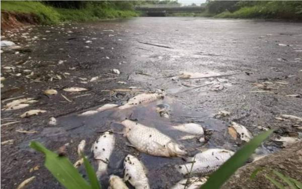 Banyak ikan mati dan terapung di permukaan Sungai Ngulang yang turut bertukar warna kehitaman. - Foto ihsan Ibnul Khattab 