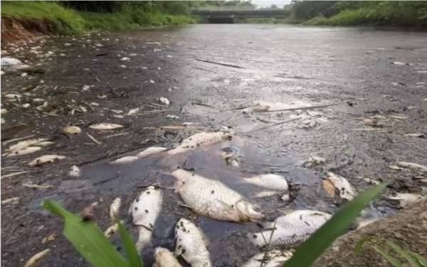 Ratusan ikan ditemukan mati terapung di permukaan Sungai Ngulang baru-baru ini yang airnya turut bertukar warna kehitaman. - Foto ihsan Ibnul Khattab