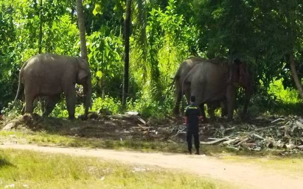 Operasi memindahkan Awang Tanjung Nering menggunakan khidmat dua ekor gajah denak betina yang didatangkan khas dari Pusat Konservasi Gajah Kebangsaan (PKGK) Kuala Gandah, Pahang.