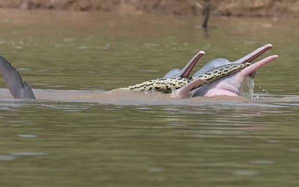 Dua ekor ikan lumba-lumba bermain dengan seekor ular anakonda di sebatang sungai di Bolivia pada tahun lalu. - Foto Entiauspe-Netoetal2022EcologyCCBY4.0