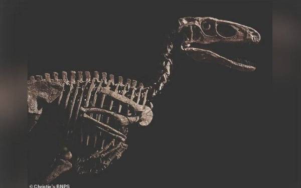 Rangka dinosaur Deinonychus antirrhopus dilelong pada harga lebih RM53 juta di New York baru-baru ini. - Foto Christie's BNPS