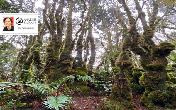 Pemandangan hutan mossy forest di puncak Gunung Liang, Perak.