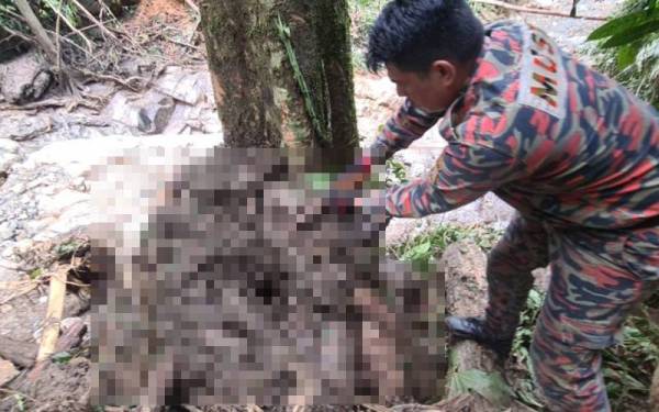 Bahagian tubuh badan mangsa ditemukan dalam timbunan tanah di kawasan Gunung Suku, Simpang Pulai. Foto: ihsan JBPM Perak