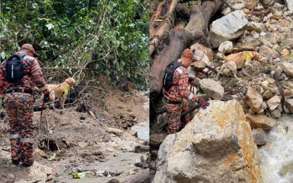 Unit K9 membantu mencari dua pendaki yang hilang dihanyutkan kepala air di Gunung Suku, Simpang Pulai. - Foto ihsan pembaca