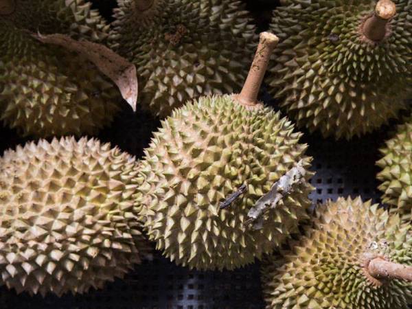 Harga durian tahun ini dijangka naik sekali ganda.