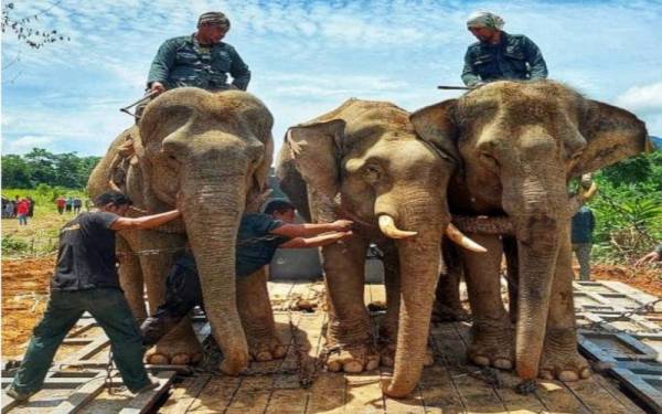 Dua gajah denak digunakan oleh PKGK Kuala Gandah untuk memindahkan gajah jantan (tengah) di Kampung Gol di Jerantut. - Foto ihsan PKGK Kuala Gandah