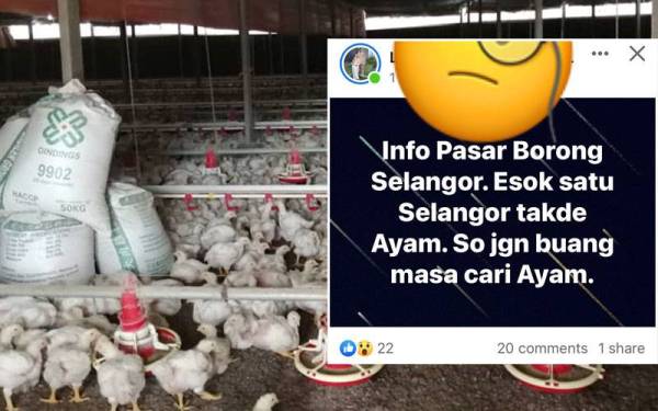 Reban ayam diusakan Idrus di Hulu Selangor. Tular di media sosial tiada bekalan ayam di Selangor pada Sabtu.