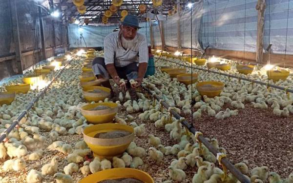 Mohd Kamal menunjukkan anak ayam di ladang ternakannya di Sri Merlong Batu Pahat pada Sabtu.