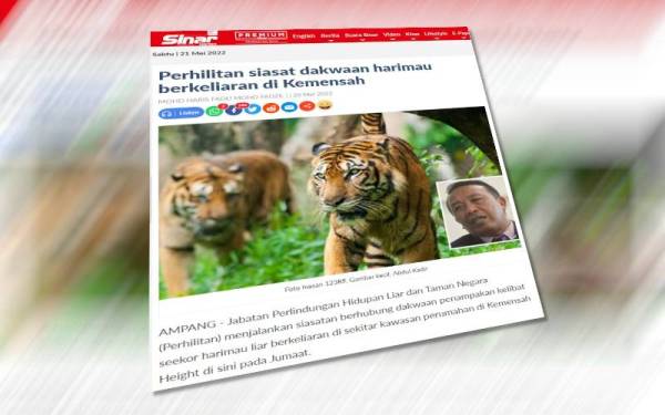 Laporan Sinar Harian pada Jumaat berhubung dakwaan harimau berkeliaran di Kemensah.