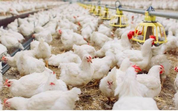 MAFI memaklumkan, proses penilaian pemberian subsidi ayam melalui Jabatan Perkhidmatan Vaterinar (JPV) kepada penternak yang mengemukakan permohonan sedang disegerakan. Foto hiasan 123RF