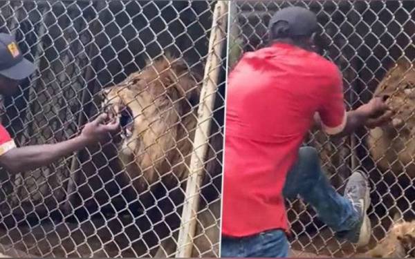 Tindakan pekerja Zoo Jamaica memasukkan jari ke dalam sangkar singa undang padah. - Foto Agensi