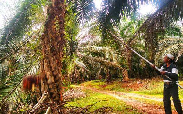 Sektor perladangan sawit dianggarkan mencatat kerugian sebanyak RM28 bilion jika pekerja asing tidak dibawa masuk dengan segera. - Gambar hiasan