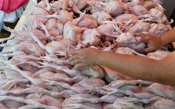 Singapura memantau rapat situasi import ayam dari Malaysia selain bekerjasama dengan pihak yang berkepentingan untuk meminimumkan kesan bekalan. - Foto hiasan