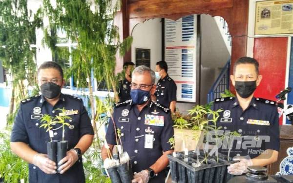 Ramli (tengah) bersama Azmi (kanan) dan Zaiham menunjukkan tumbuhan disyaki pokok ganja yang dirampas dalam Op Tapis pada Sabtu lalu.