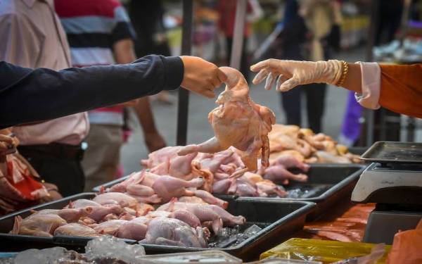 Orang ramai tetap memilih ayam walaupun harganya meningkat. - Foto Bernama